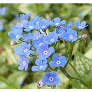 brunnera-macrophylla-sea-heart-sfeer_08857a.jpg