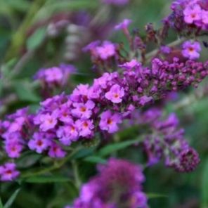 buddleja-davidii-free-petite-dark-pink-close_248cac.jpg