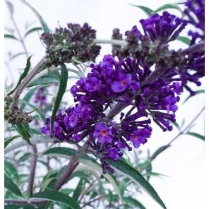 buddleja-davidii-nanho-blue-sfeer_d66fd3.jpg