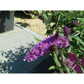 Buddleja Free Petite 'Lavender Flow'.jpg