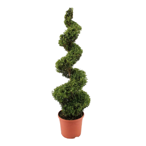 buxus-spiraal-120-130.png