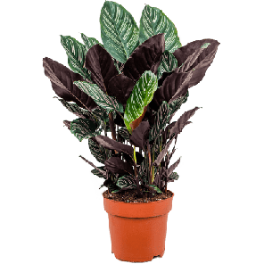 Calathea sanderiana.png