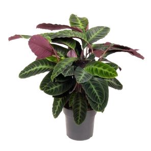 Calathea warscewiczii_1.jpg