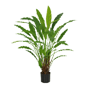 calathea wavestar.png