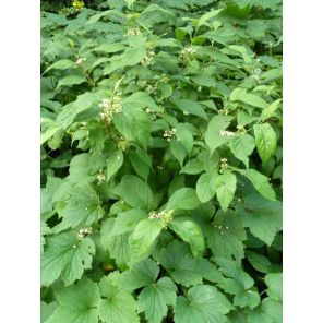 Callicarpa japonica 'Leucocarpa'.jpg