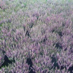 calluna-vulgaris-laurentine-sfeer_825576.jpg