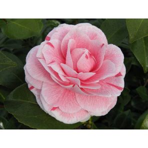 camellia-japonica-bonomiana-close_3e41e4.jpg