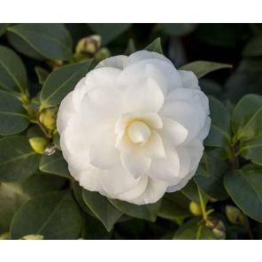 camellia-japonica-nuccios-gem-close_1ddb92.jpg