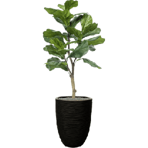 Capi Nature Rib Vase Elegant Zwart 1.png