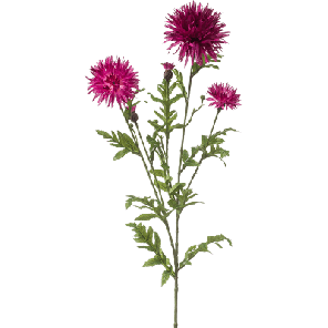 Centaurea.png