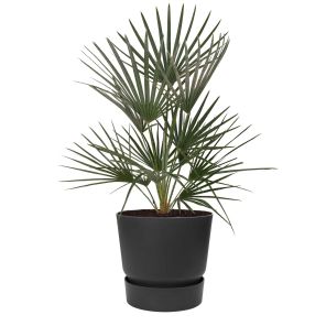 chamarops-humilis-pot-greenville-zwart_866578.jpg