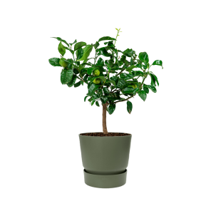 Citroenboom in Elho Greenville round DM 25 cm - groen.png