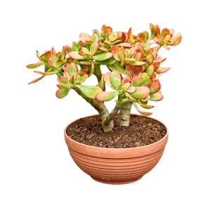 crassula sunset.png