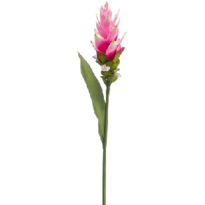 curcuma.png