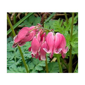 dicentra-king-of-hearts-sfeer_8239de.jpg