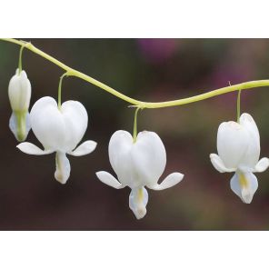 dicentra-spectabilis-alba-sfeer_7e48b1.jpg