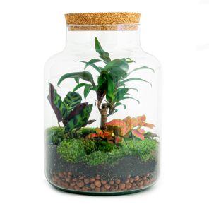 diy-terrarium-palm.jpg