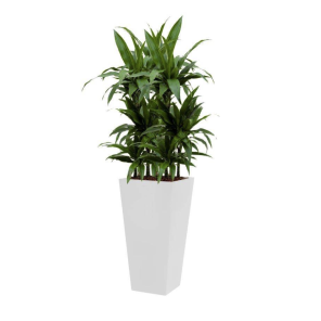 dracaena-janet-craig-4kant-wit_276374.png