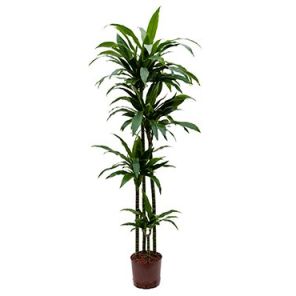 dracaena-janet-craig-hydrocultuur-22-180_30a9e8.jpg