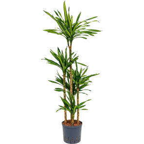 dracaena-riki-carrousel-140-22_9ac6fa.png