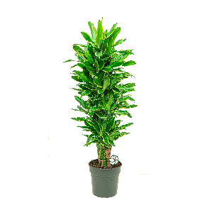 DRACAENA GOLDEN COAST VERTAKT M LOGO- WEB.png