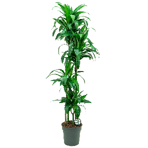 Dracaena janet graig 4-stam 1(2).png