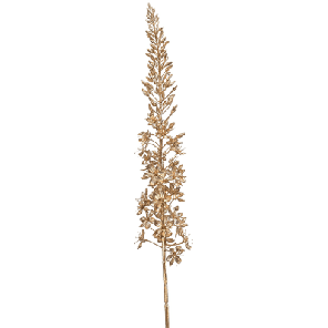 eremurus goud.png