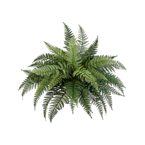 fern-bush-70cm_17c1a8.png