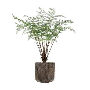 Fern vertakt in Baq Luxe Lite Universe Waterfall 1.png