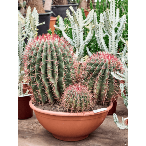 ferocactus cluster.png