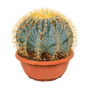 Ferocactus glaucescens.png