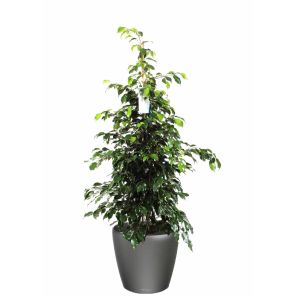 ficus-benjamina-classico-pot-antraciet_f0e591.jpg