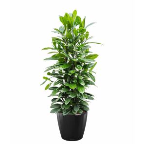 ficus-cyathispula-classico-pot-zwart_0941fa.jpg