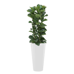 ficus-lyrata-bamb-rond-wit_de230a.png