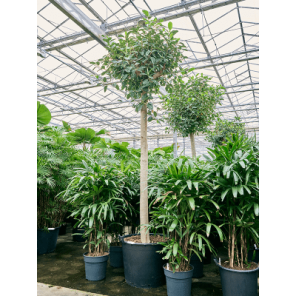 ficus australis_1.png