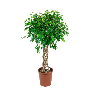 FICUS BENJAMINA GEVLOCHTEN KOKER LOGO- web.png