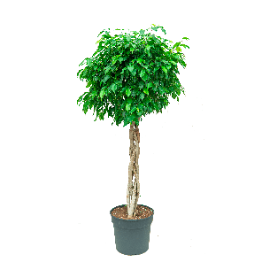 FICUS BENJAMINA OP STAM GEVLOCHTEN - WEB.png