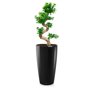 FIcus Bonsai Medium in Lechuza Rondo 32 - zwart .png