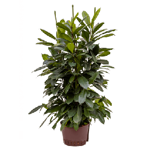 Ficus cyathistipula sfeer.png