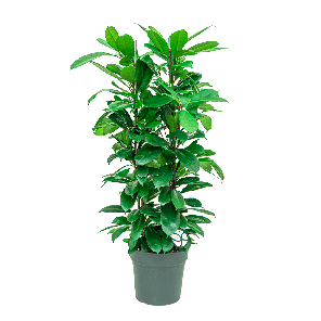 Ficus cyathistipula Toef L1(2)_1.png