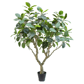 Ficus elastica xxxl.png