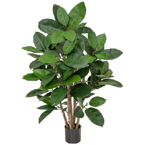 Ficus elastica.png