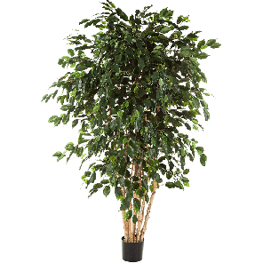 Ficus Exotica  vertakt XLPNG.png