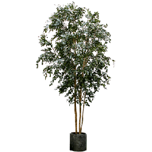 Ficus exotica.png