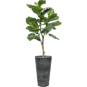 Ficus lyrata in Artstone 1.png