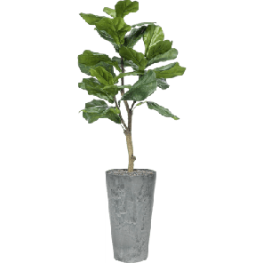 Ficus lyrata in Artstone 4.png