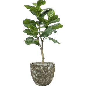 Ficus lyrata in Baq Lava 1_1.png