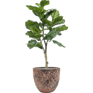 Ficus lyrata in Baq Lava Roze 1.png