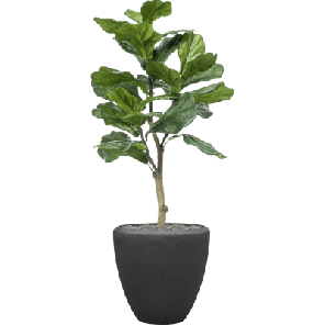 Ficus lyrata in Baq Polystone Plain 1_1.png