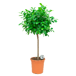 Ficus moclame op stam 1(2).png